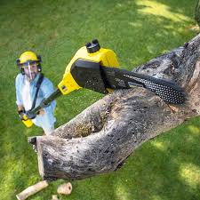 How Our Tree Care Process Works  in Mashpee Neck, MA